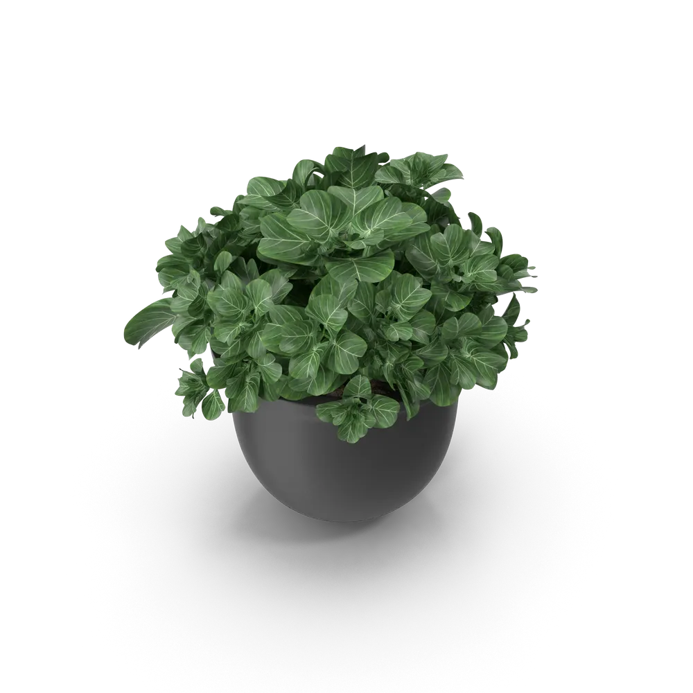 Plant Pot